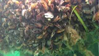 Test undervatten med nytt kamerahus