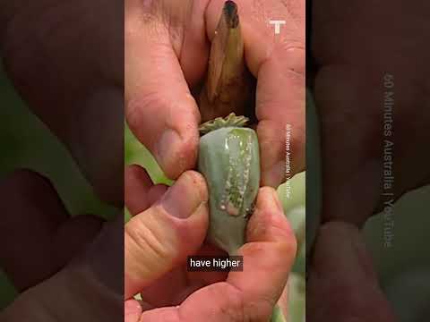 U.S. Military Issues Poppy Seed Warning #shorts