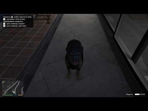 Как дрессировать Чопа Бесплатная прокачка тачки / Grand Theft Auto V