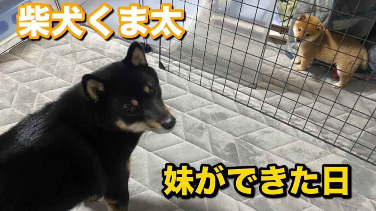 豆柴の赤ちゃんが我が家にやってきました！