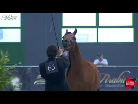 N.65 MASHKORA AL SHAQAB - Milan 2018 - 4-6 Years Old Mares (Class 7)