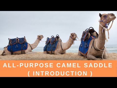 What Is A Camel Saddle