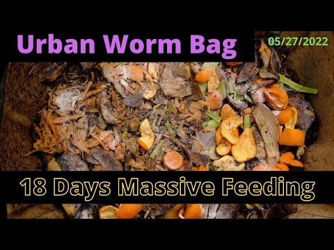 Urban Worm Bag V2 with ENCs - 18 Days Food Gone? 05/27/2022