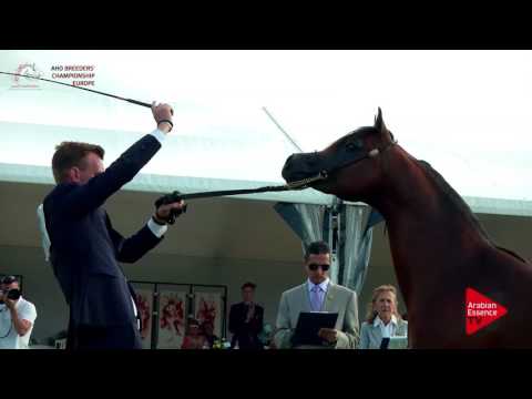 N.62 AL PICASSO - Chantilly 2017 European Breeders'Championship - 2 Years Old Colts (Class 6)