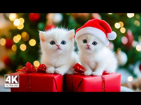 Perfekt musikk for kattehvile og avslapning 🐱 Berolig umiddelbart din engstelige katt - Beste vug...