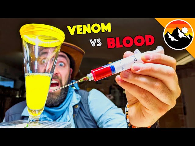 Video Aussprache von bloods in Englisch
