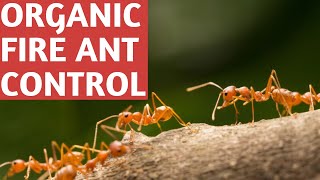 Get Fire Ants Out of Your Garden Beds & Compost