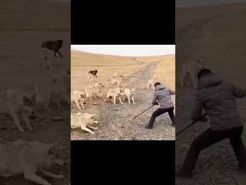 Нападение волков! Есть шансы?