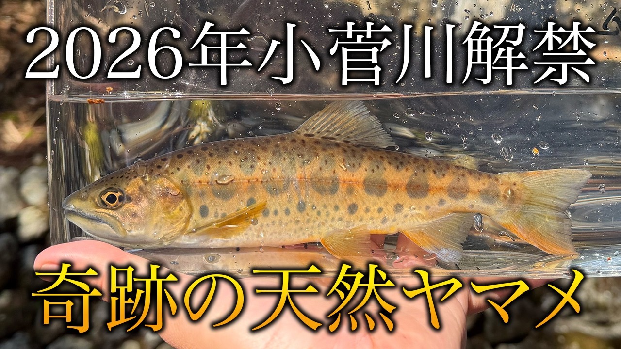 【渓流解禁日】2026年3月小菅川の解禁日に天然ヤマメを釣り上げた！