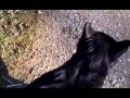 Tuxie The Feral Kitty Please Read Description