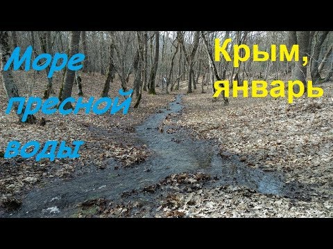 Крым, Судак, ручьи бегут. Весна 30.01.19 в лесу: грибы, сойка, полноводье