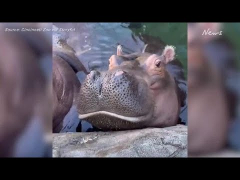 Baby Hippo Fritz Tries Lettuce for First Time at Cincinnati Zoo