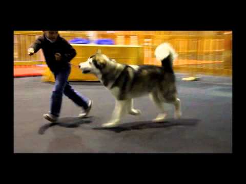 NEIDA DE CIJARA training show with our children