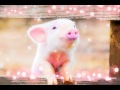 Harp Lullaby Music - Sincerity 