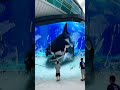 Shark Smashes Aquarium In Shopping Mall AI Video
