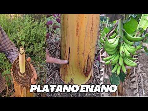 Poda y Capado de planta de Platano para tener cosecha en plantas enanas