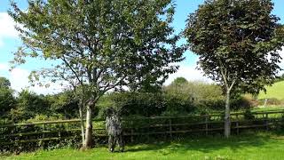 SNAPPED ANKLES // Tuning Trees #2 (Mountain Ash & Horse Chestnut)