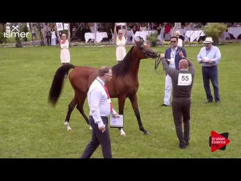 N.55 FADYM PKA - Ströhen 2017 C-Show - 2 Years Old Colts (Class 7)