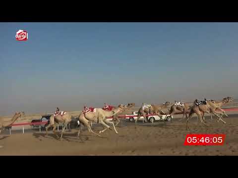  ش 8 (مشبب) لـ معالي حميد سعيد عامر النيادي 8:18:00 , شارة الديوان 1 2026/09/19 ثنايا الوقن  