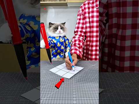 Ce chat a utilisé une astuce secrète pour gagner! 😨🤯