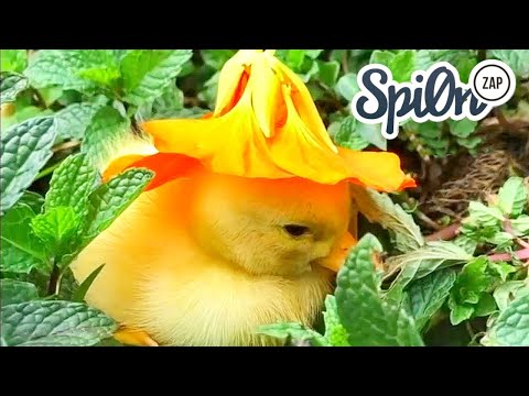 Le Zap De Spi0n n°326 | Zap2Spi0n | Zap Koreus 2021