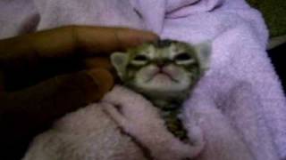 Cover art for Kittens Nap time