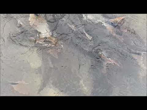 Return to Forever (Corea, Clarke, Meola & White), Universal City (1983)