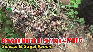 Tutorial Tani Menanam BAWANG MERAH DI POLYBAG SELESAI & GAGAL PANEN   PART  6