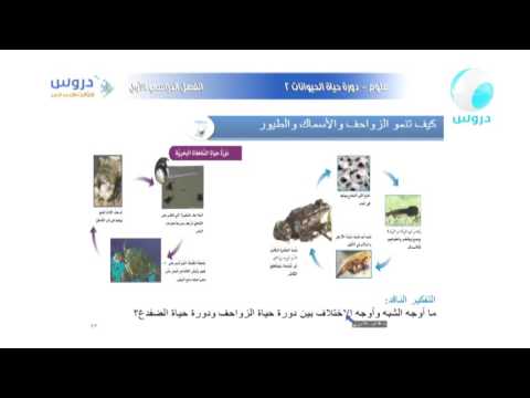 شرح درس دورات حياة الحيوان للصف الثالث العلوم فهمنا