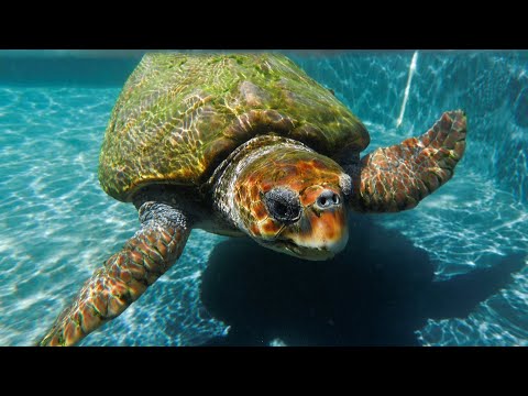 Why are loggerhead turtles colonizing the Mediterranean?