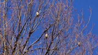 20180302ﾋﾚﾝｼﾞｬｸ（緋連雀）