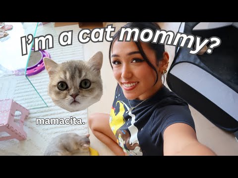 sahar & lumi's cat sitting vlog