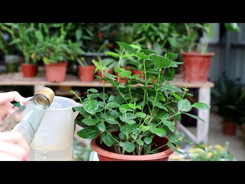 茉莉花 澆水