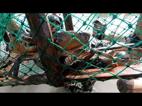 EP128:PART1-NAKAHULI KAMI NG MARAMING ALIMANGO GAMIT ANG TIMING/ CATCH AND COOK