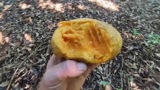 Miniatura do vídeo