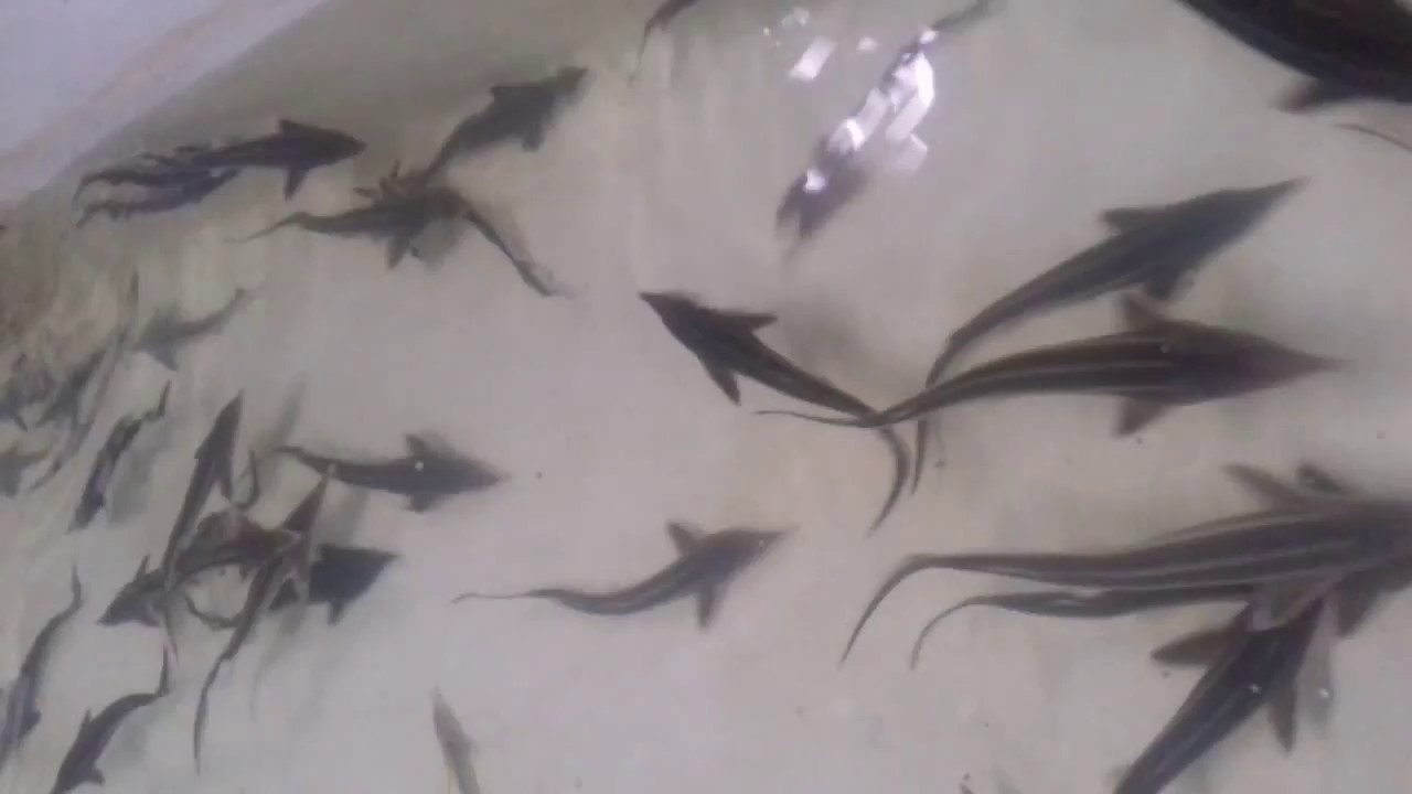 Наши мальки стерляди