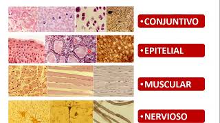 Introducción Biología Tisular Epitelios - Biología Celular y Tisular