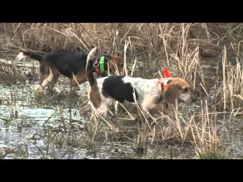 G3 Sportsman - River Bottom Rabbits