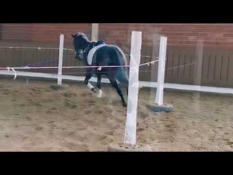 Gestüt Schiele 3 jährige Stute von Quantensprung aus Dahlia