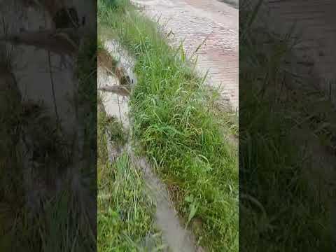 Porto Walter entregue as baratas diz morador