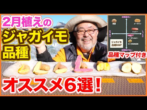 赤ジャガイモ:園芸に最適な品種