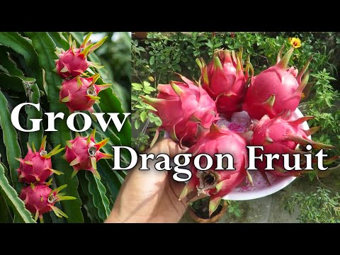 Dragon Fruit Plant Care / How To Grow Dragon Fruit At Home