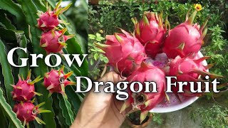 Dragon Fruit Plant Care / How To Grow Dragon Fruit At Home