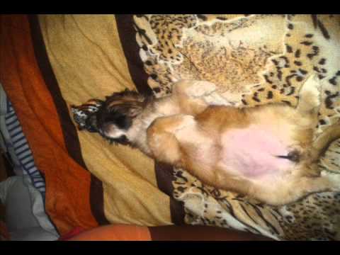 Yo te extrañare Chikita