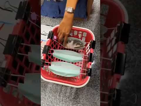 A cat’s life|| I love cats. They my thing|| Bast cat video ||Baby Cats - Cute and Funny Cat Videos|