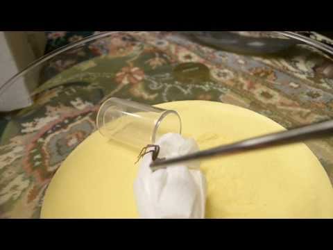 Unpacking My Sicarius sp. (six-eyed sand spider)