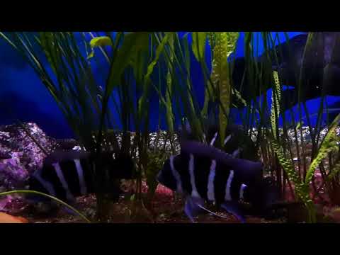 Frontosa 2022 Kąpino