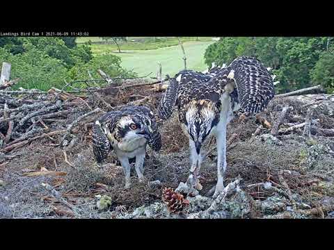 Osprey Chicks Plays Keep Away With Sibling While Eating Fish – June 9, 2021
