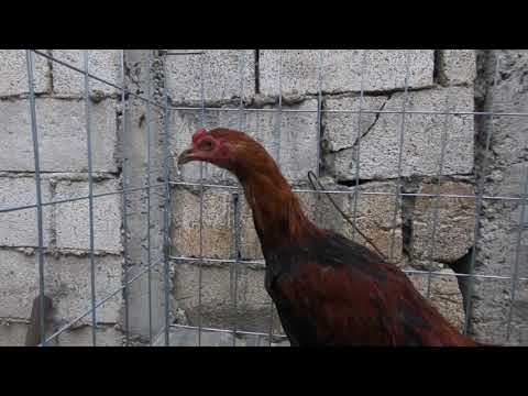 Asil Media Sangre (Brownred x Asil)