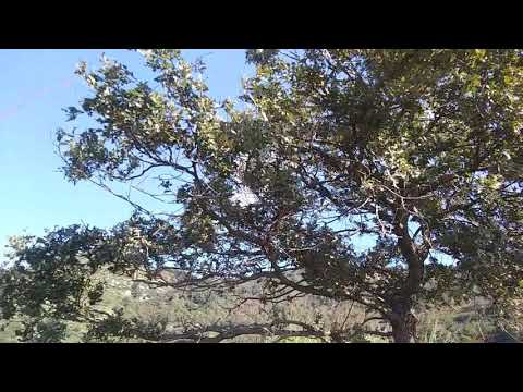 Canadair san pietro in amantea il 27 09 2018